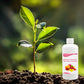 Nährlösung für Blüten- und Ertragssteigerung